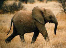 ele.jpg (30707 bytes)